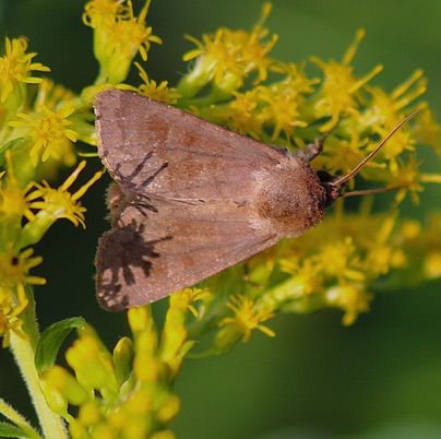 Unknown Moth